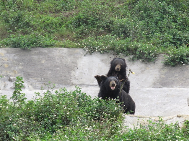 Rescued bears find home
